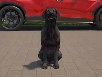 Black Begging Labrador Dog Animated Rigged for Cinema 4D 3D model
