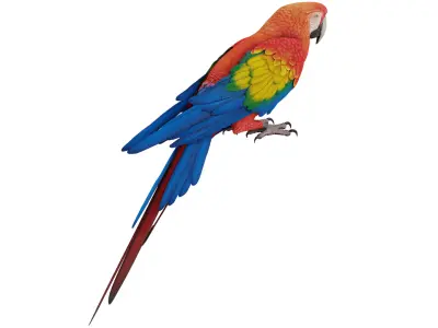 Parrot 3D model purchase