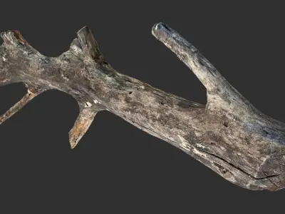 Tree trunk 3D scan 3D model
