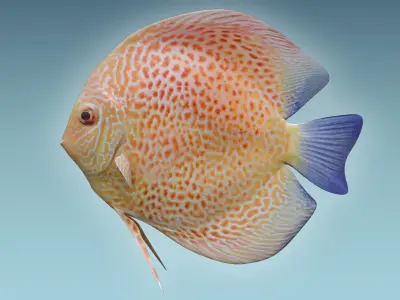 Discus Fish 2 3D model