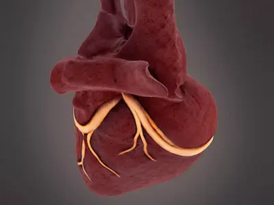 Human Heart model 3D print model