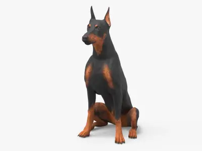 Doberman Pinscher Dog Sits 3D model