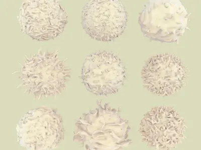Lymphocytes 3D model