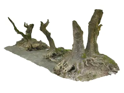  Ancient Forest Pack 16K 