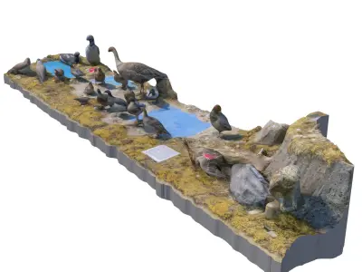 The exposition of birds 3D model