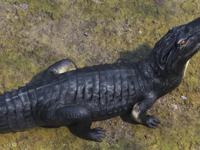Black Caiman Looking Up 3D model