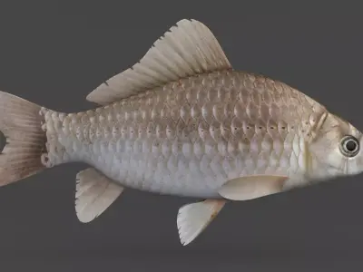 Carp Fish 3D model buy