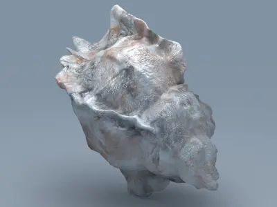 Sea Snail Conch Low-poly 3D model