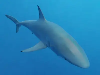 Great White Shark Low-poly 3D model order