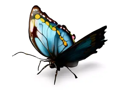 Realistic Blue Butterfly 3D Model Low-poly 3D model