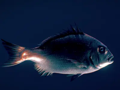 Red Eagle Fish Low-poly 3D model