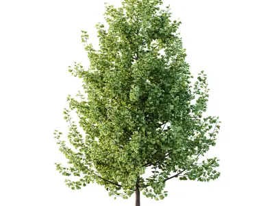 Maidenhair Ginkgo Biloba Tree 01 3D model