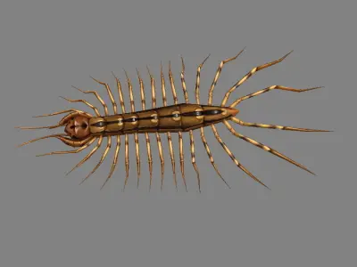 Cartoon animal - centipede      Low-poly 3D model