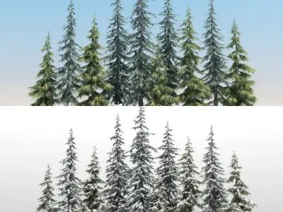  10 Atlas Cedar Trees with snow 