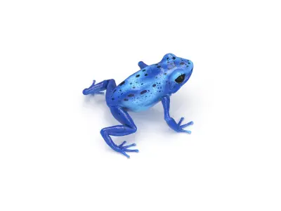 Blue Poison Dart Frog Animated 3D model