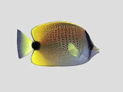 Millet Butterflyfish Low-poly 3D model