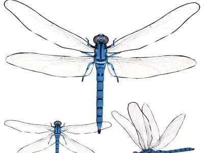 Dragonfly Low-poly 3D model