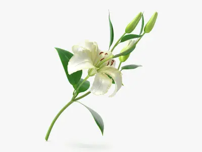  White Lily 