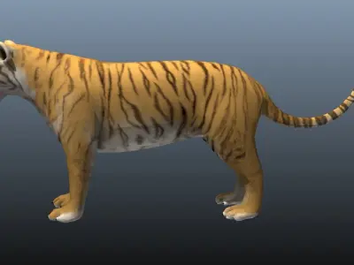 Tiger Low-poly 3D model get