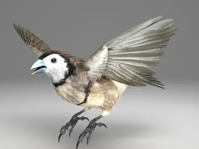 Double-Barred Finch - rigged - animated 3D model