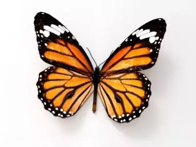 Butterfly monarch - monarch Low-poly 3D model