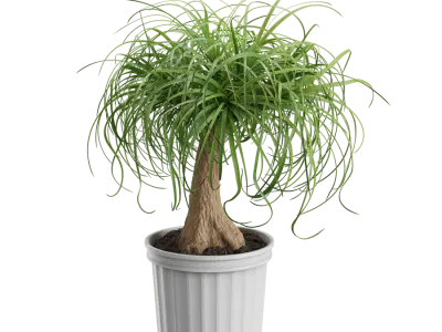  Ponytail Palm Plant Model  purchase