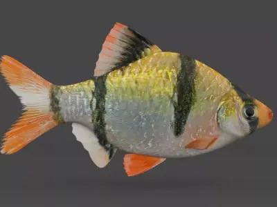 Tiger Barb Fish 3D model buy