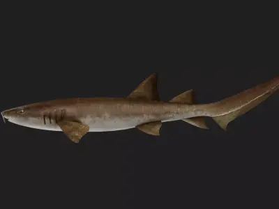 Shark Low-poly 3D model 28