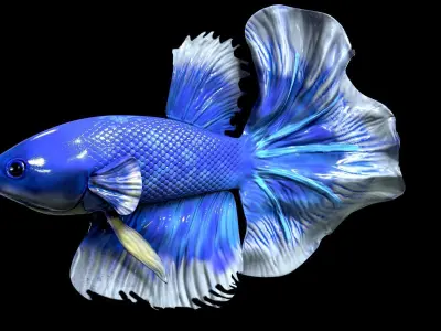 Betta fish Low-poly 3D model purchase