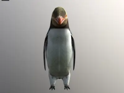 Yellow eyes penguin Low-poly 3D model
