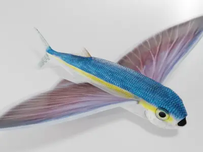 Flying Fish - Clean Mesh Low Poly 3D model