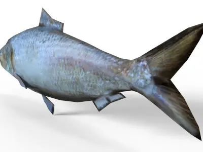 Fish Hilsa Fish Low-poly 3D model