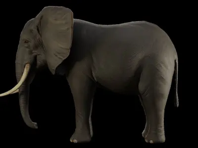 Animal Elephant Low-poly 3D model