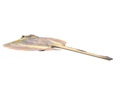 Stingray Fish 3D model