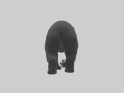 Black Bear cub exploring model 3D model