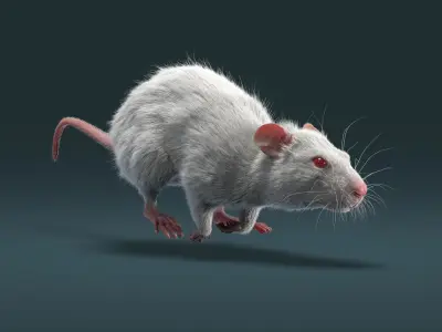 Rat Fur Animated 3D model
