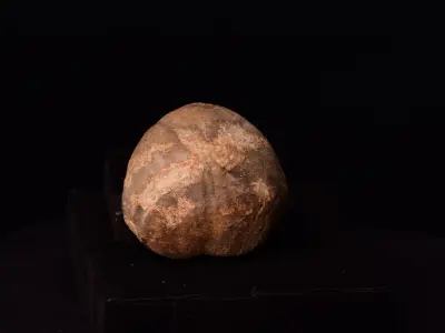 Cretaceous Echinoid Macraster complete Free 3D print model