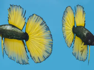  Betta Fish Aquarium Pet Rigged for Cinema 4D 