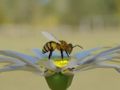 Bee photorealistic 3D model rigged animated Low-poly 3D model