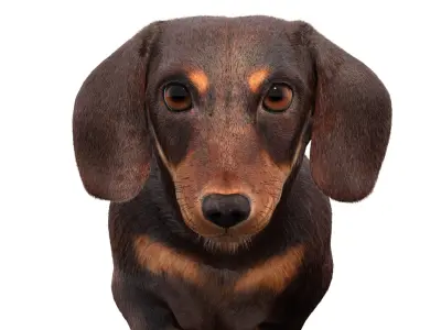 Animated Dachshund Fur 3D model