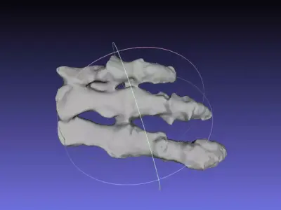Psittacosaurus Right Hand Free 3D print model