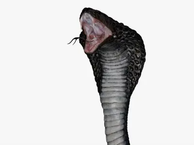  Cobra Snake Rigged 3D 