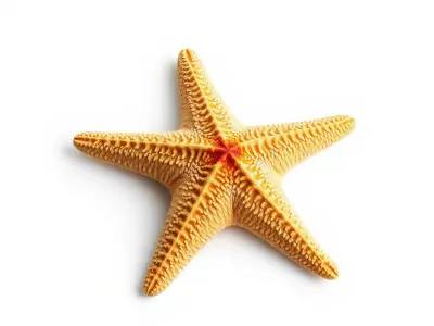 Textured Starfish Marine Creatures model pack Low-poly 3D model
