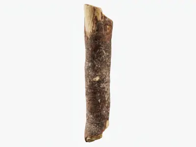 Scanned Tree Wood 06 3D model