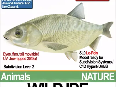 Wild Ide 3D model