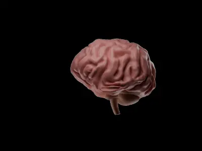 3D Model Of Brain - blender 3D  3D model