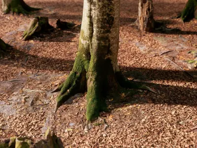 European Beech 01 3D Scanned Animated 3D model