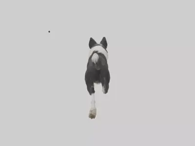 Border Collie running model 3D model