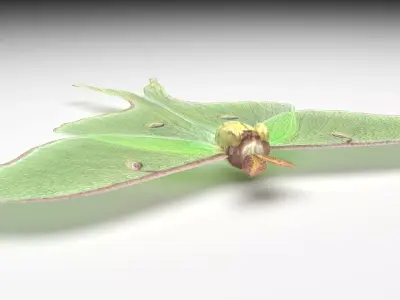 Luna Moth 3D model