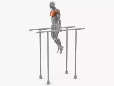 Male Muscular System Chest Dip Anatomy 3D model purchase